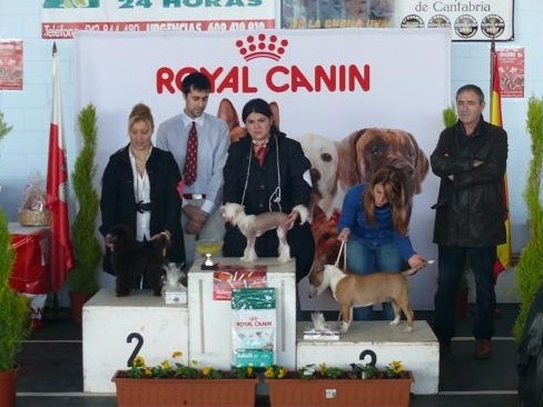 HEIDI DE ELDACAN,(PROPIETARIA SONIA)  concurso del ayuntamiento de Suances, realizado por la canina montañesa y la RSCE, el dia 20 de diciembre del 2009, MB1º mejor de raza, mejor cachorro del grupo 9 y BIS clase cachorros.