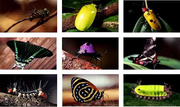 insectos