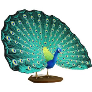 Pavo Real