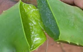 LECHE ALOE VERA,JOJOBA,ALMENDRAS