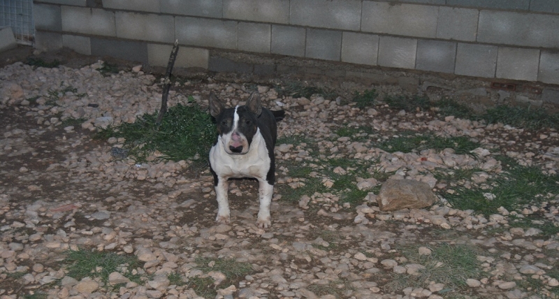 DEBYLLY LOVE ME LACOBA (ch bullypins kaimos x 