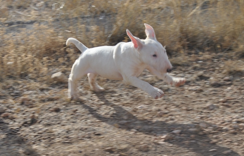 ALAN DE ELDACAN, bull terrier miniatura,VILLA BORDERBULL TITAN X DEBULLY LOVE ME LACOBA