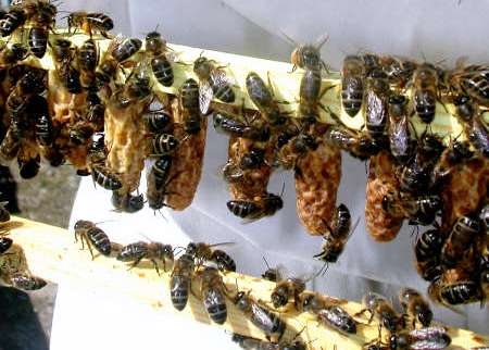 Abejas Reina - Apis Melífera Iberiensis