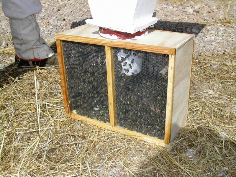Paquetes de Abejas