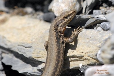 LAGARTO ( Podarcis hispanica)