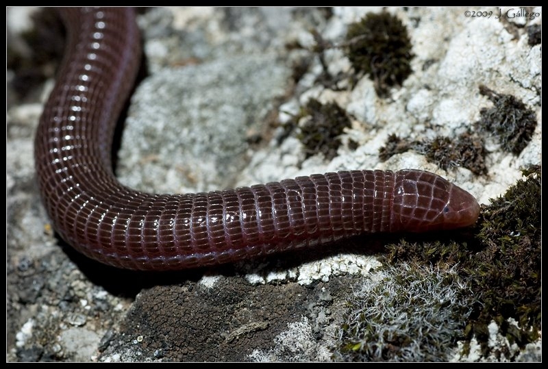 CULEBRILLA CIEGA (Blanus cinereus)