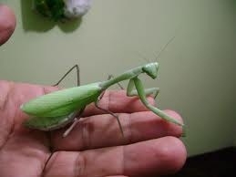 MANTIS RELIGIOSA (Sphodromantis)