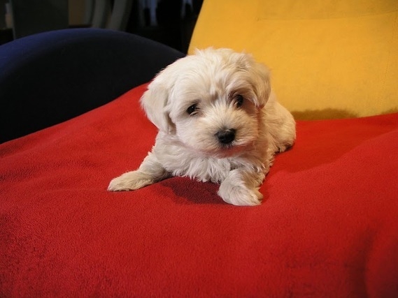 Bichon Maltes Hembra 1