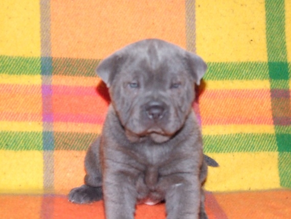 Cachorrita azul de Sharpei