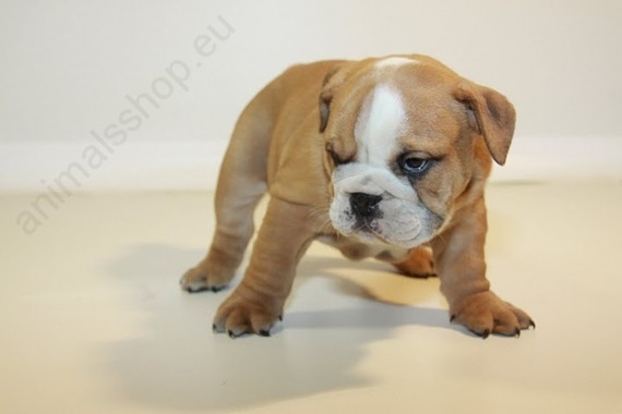 Bulldog Ingles macho 1