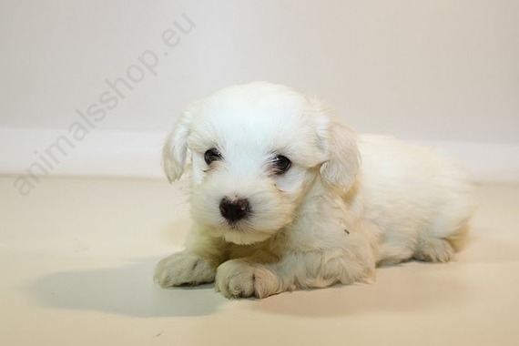 Bichon Maltes hembra 4