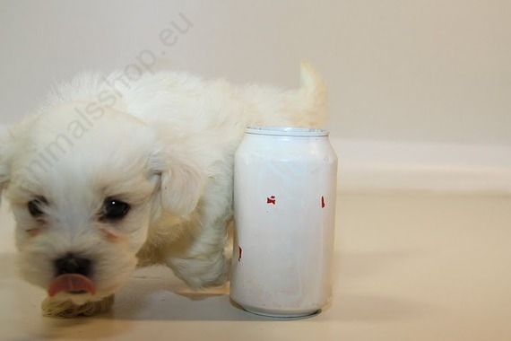 Bichon Maltes hembra 5